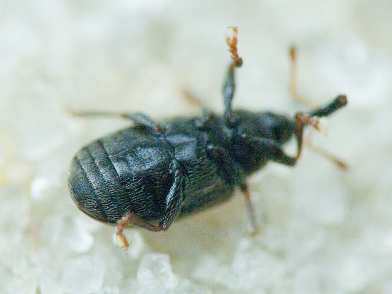 Acalyptus carpini (Fabricius, 1792)